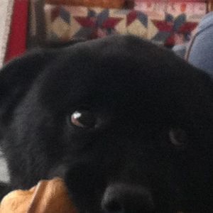 Meet your Posher, Susan